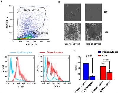 Transcriptomic Evidence Reveals the Molecular Basis for Functional Differentiation of Hemocytes in a Marine Invertebrate, Crassostrea gigas